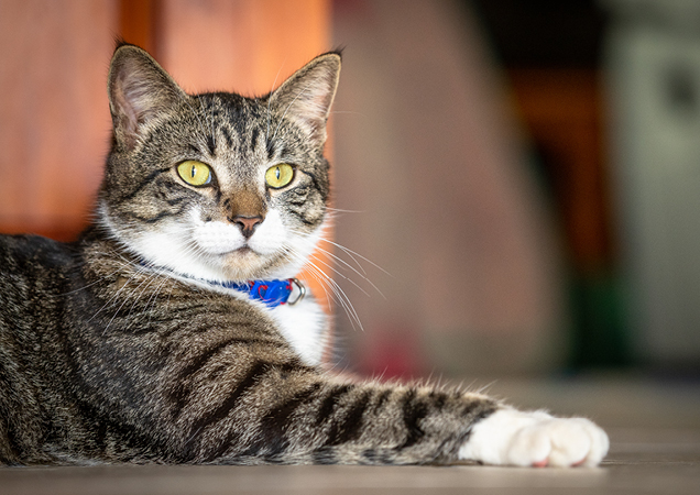 charlie missing cat reunited